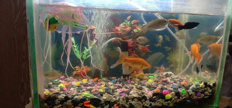 Fish Aquarium 5