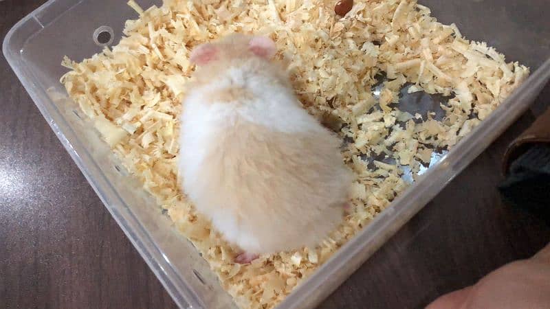 Syrian Hamsters 3