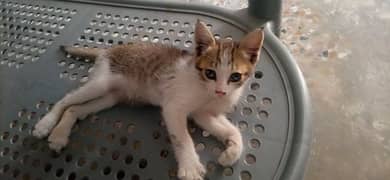 Kitten for adoption 0