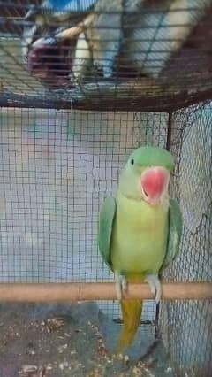 ringneck Pahari for sell 0