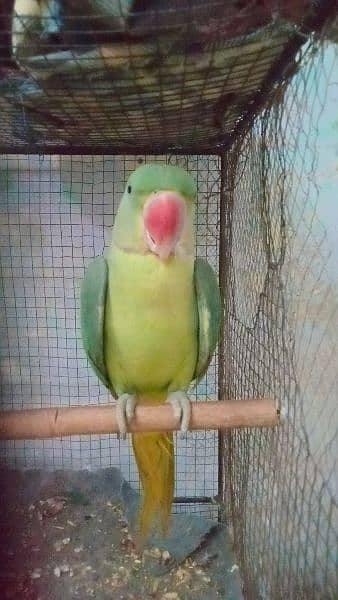 ringneck Pahari for sell 1