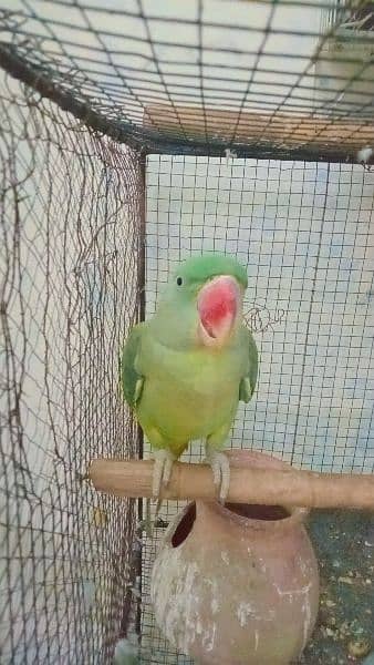 ringneck Pahari for sell 2