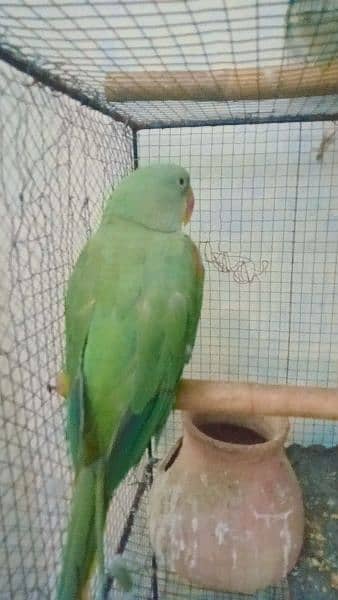 ringneck Pahari for sell 3
