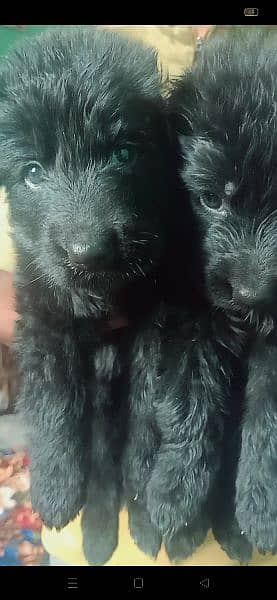 long cot non pedigree black gsd puppy 2