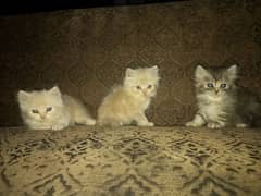 Persian Kittens (Triple Coated)