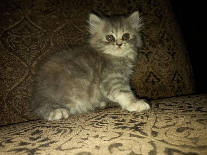 Persian Kittens (Triple Coated) 1