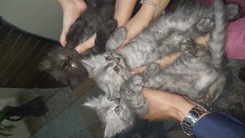 Persian Kittens (Triple Coated) 2