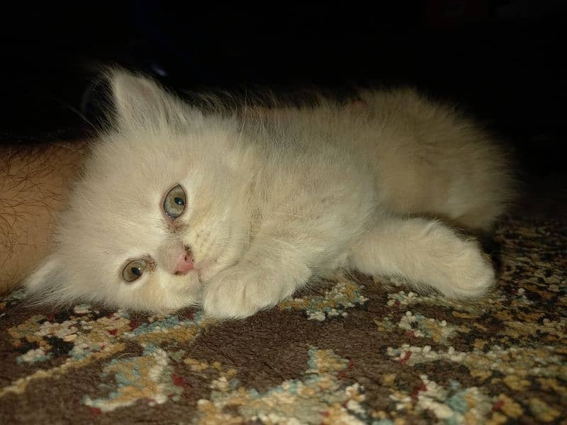 Persian Kittens (Triple Coated) 3