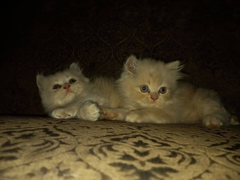Persian Kittens (Triple Coated) 4