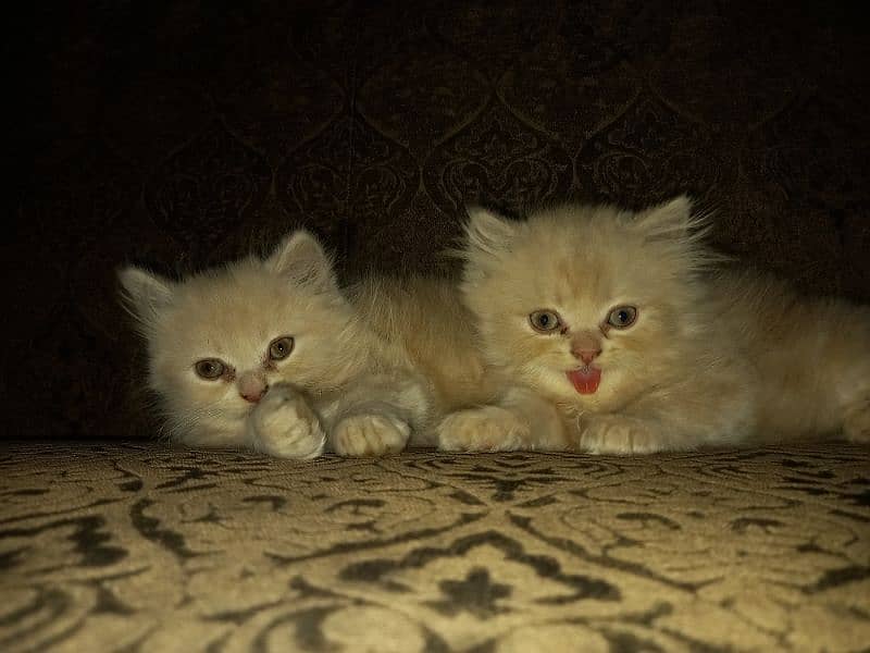 Persian Kittens (Triple Coated) 6