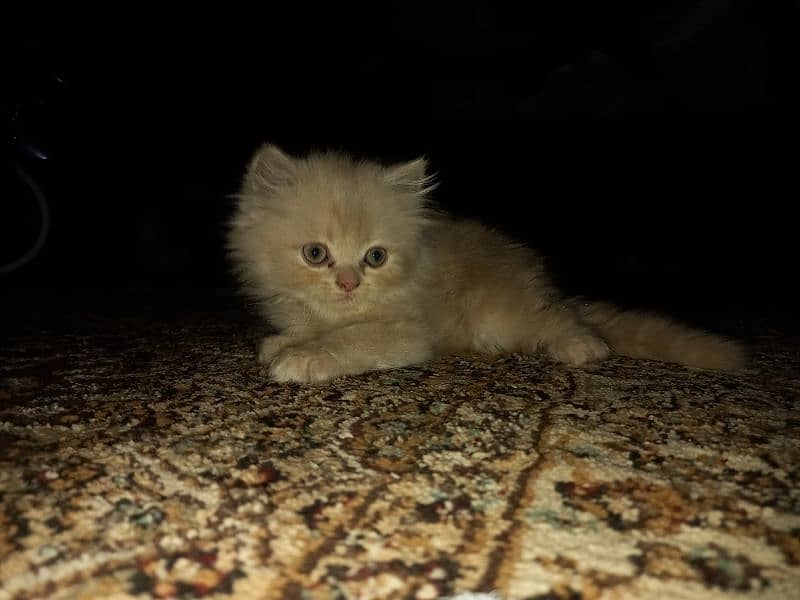 Persian Kittens (Triple Coated) 7