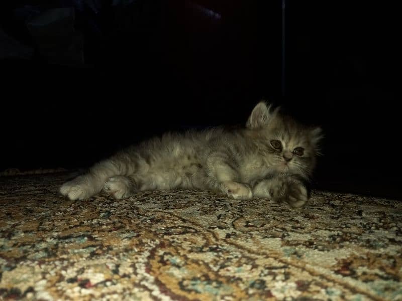 Persian Kittens (Triple Coated) 8