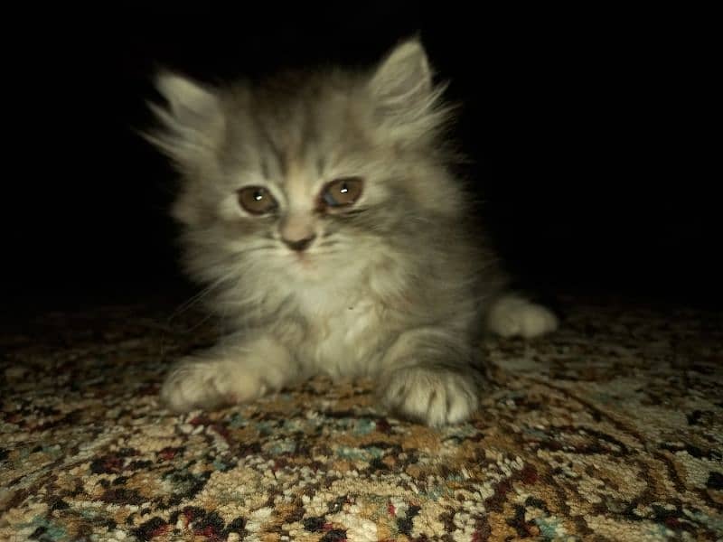Persian Kittens (Triple Coated) 9