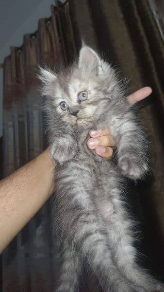 Persian Kittens (Triple Coated) 10