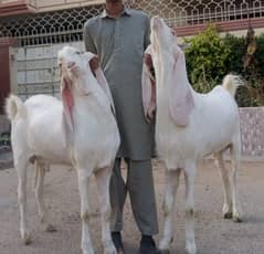 14 Month Old heavy Gulabi bakra goat jori
