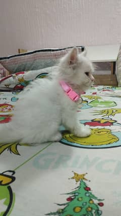 Persian kitten female 0