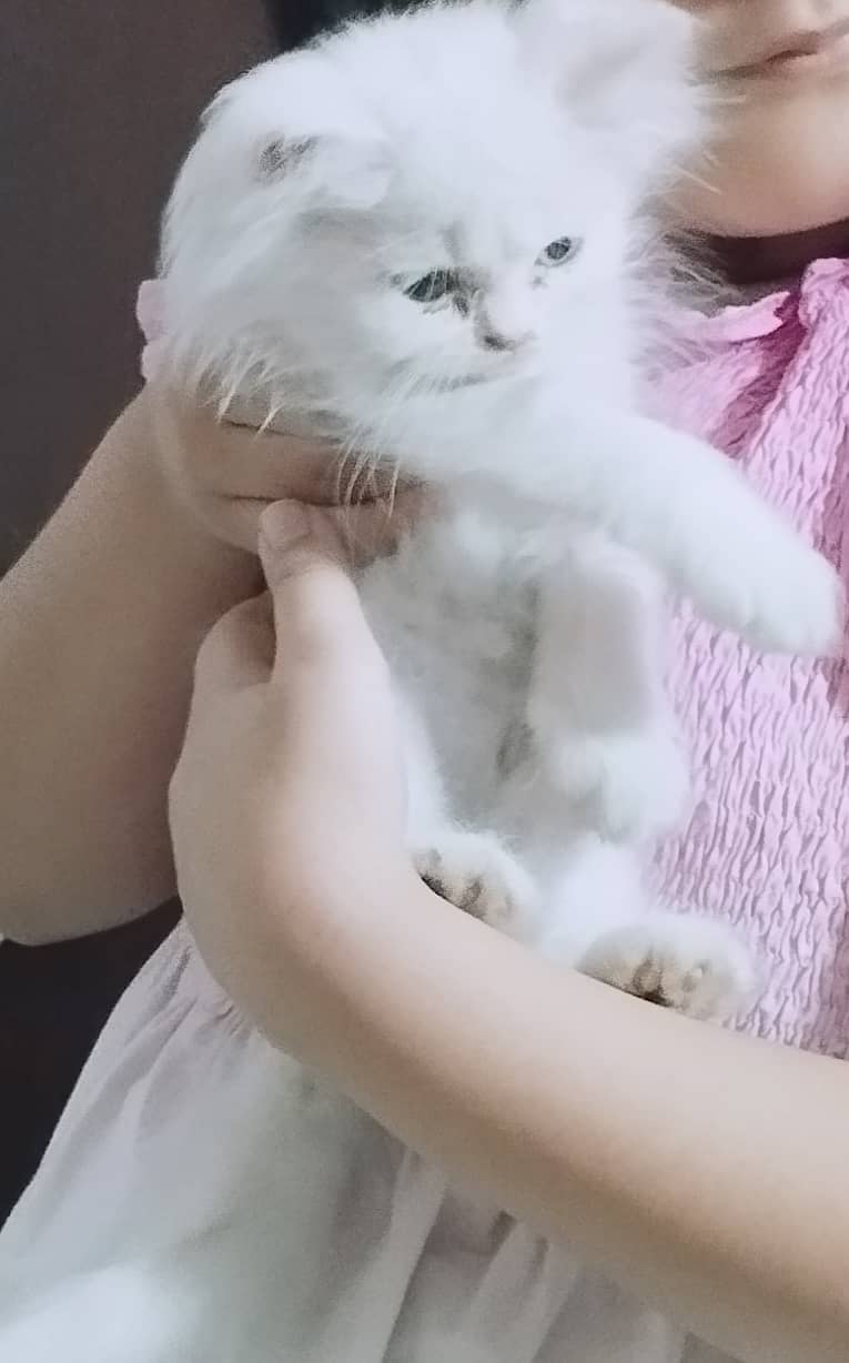 Persian kitten female 1
