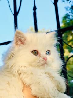 Persian Triple Coated Kitten Odd Eyes Male cat 0