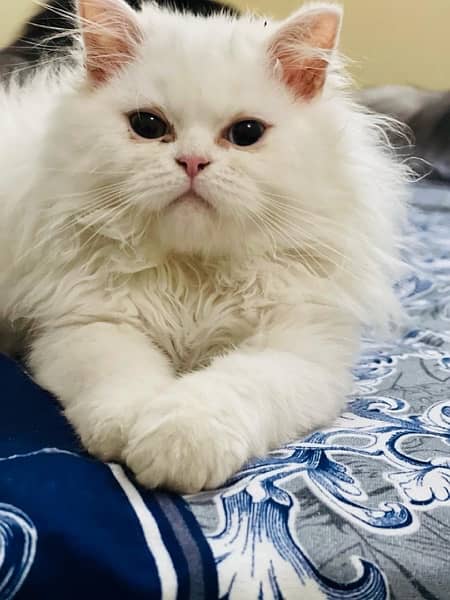 Persian Triple Coated Kitten Odd Eyes Male cat 1