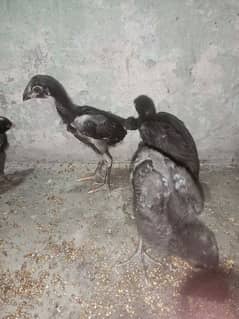 pure thai aseel chicks healthy and active