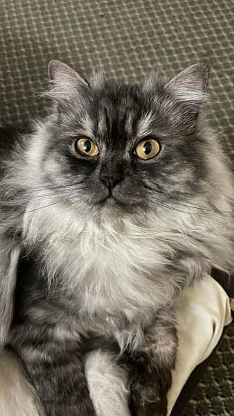 Persian Triple Coated Kitten Odd Eyes Male cat 3