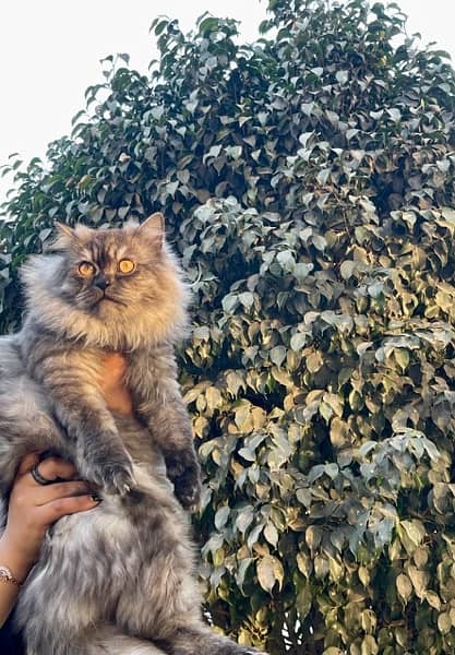 Persian Triple Coated Kitten Odd Eyes Male cat 4