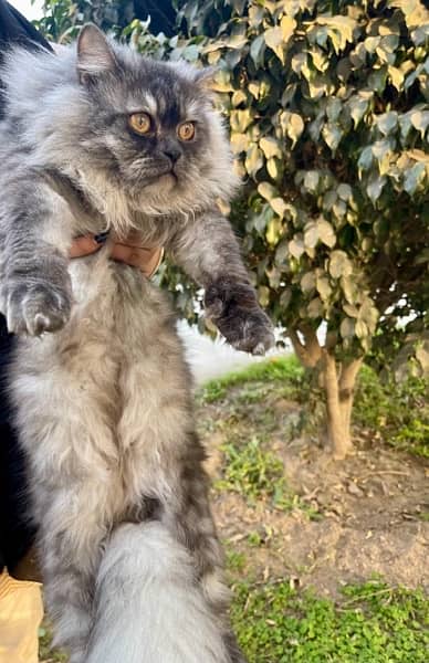 Persian Triple Coated Kitten Odd Eyes Male cat 6