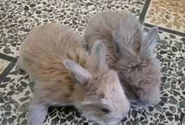 angora draft bunnies