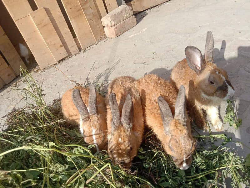 5 Desi Rabbits 1