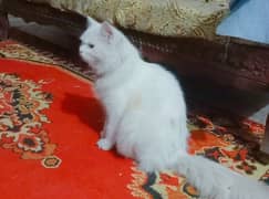 pair Persian triple coat punch face and dol face