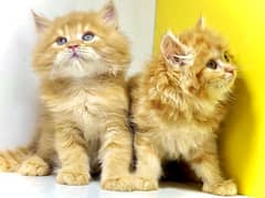 Triple coated persian kittens / Ginger color / Golden kitten for sale 0