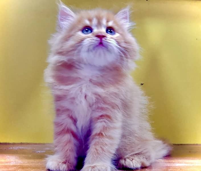 Triple coated persian kittens / Ginger color / Golden kitten for sale 1