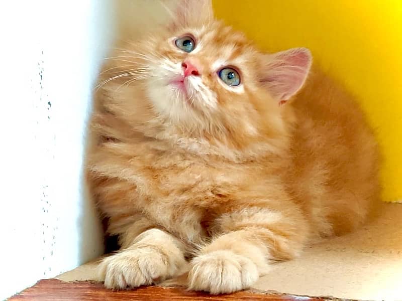 Triple coated persian kittens / Ginger color / Golden kitten for sale 2