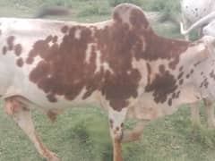 Qurbani K janwar Cow and bull available both. Jaska party dur raheain.