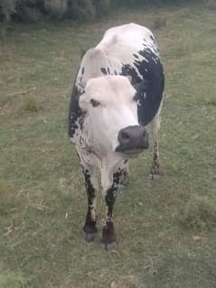 Qurbani K janwar Cow bull available. Jaska party dur raheain