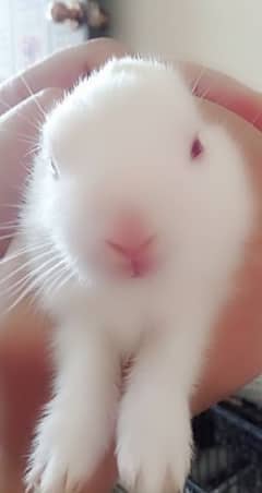 Beautiful rabbits for sale