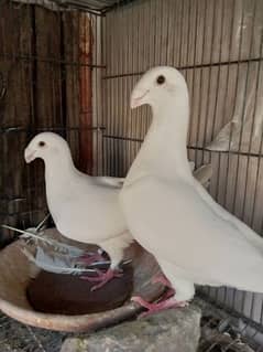 fancy pigeon German and pamorian 0
