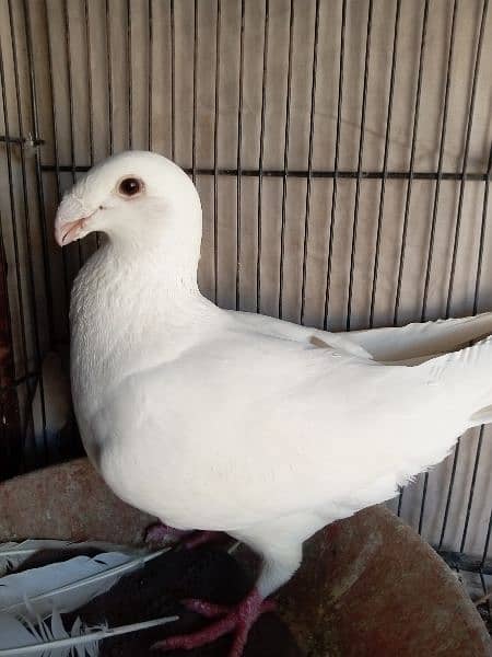 fancy pigeon German and pamorian 2