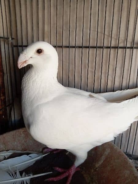 fancy pigeon German and pamorian 3