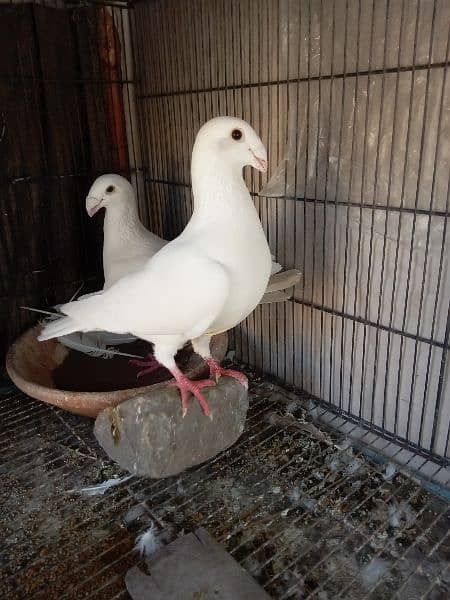 fancy pigeon German and pamorian 5