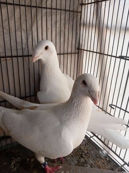 fancy pigeon German and pamorian 6