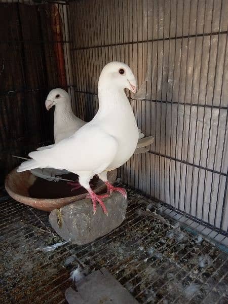 fancy pigeon German and pamorian 7