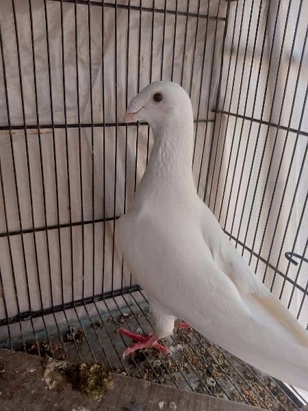 fancy pigeon German and pamorian 9