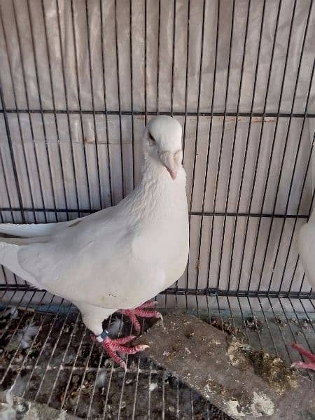 fancy pigeon German and pamorian 11