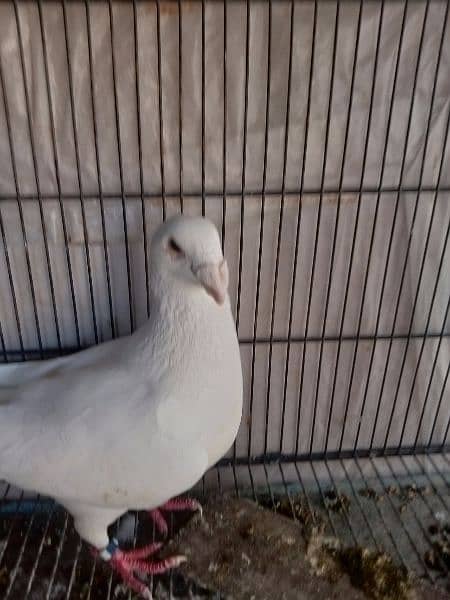 fancy pigeon German and pamorian 12