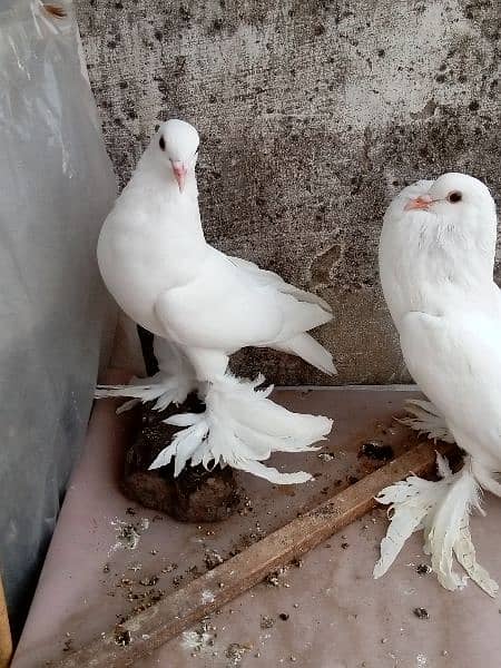 fancy pigeon German and pamorian 13