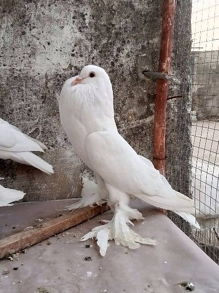 fancy pigeon German and pamorian 15
