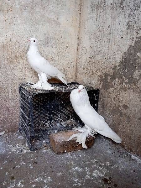 fancy pigeon German and pamorian 16