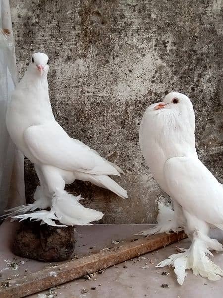 fancy pigeon German and pamorian 17
