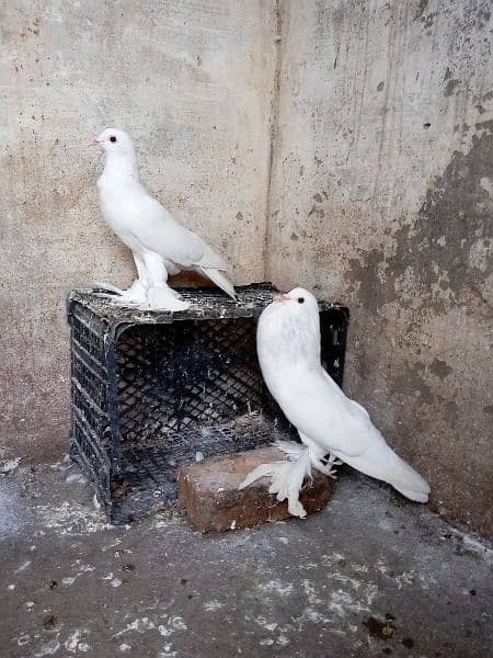 fancy pigeon German and pamorian 18